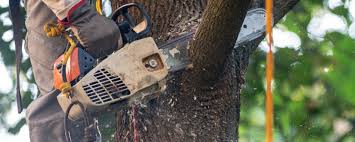 Best Tree Disease Treatment  in Waipahu, HI